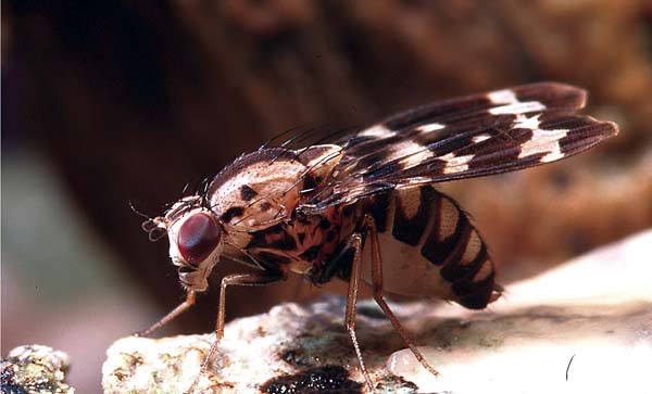 close up side view of Drosophila grimshawi fly